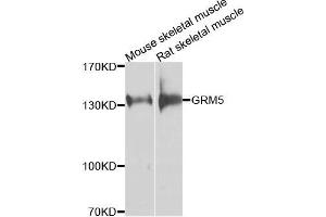 Western blot analysis of extracts of various cells, using GRM5 antibody. (Metabotropic Glutamate Receptor 5 Antikörper)
