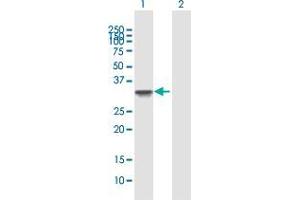 Western Blot analysis of RNF32 expression in transfected 293T cell line by RNF32 MaxPab polyclonal antibody. (RNF32 Antikörper  (AA 1-235))