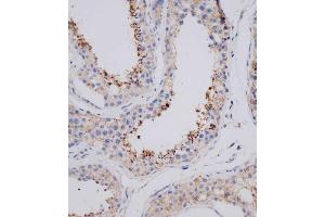 Immunohistochemical analysis of (ABIN655753 and ABIN2845197) on paraffin-embedded human testis tissue was performed on the Leica®BOND RXm. (VSIG8 Antikörper  (C-Term))