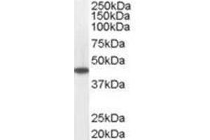 Image no. 1 for anti-Medium-Chain Specific Acyl-CoA Dehydrogenase, Mitochondrial (C-Term) antibody (ABIN374273) (Medium-Chain Specific Acyl-CoA Dehydrogenase, Mitochondrial (C-Term) Antikörper)