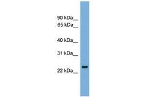 Image no. 1 for anti-FEV (ETS Oncogene Family) (FEV) (AA 35-84) antibody (ABIN6745634) (FEV Antikörper  (AA 35-84))