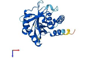 EMC9 Protein (AA 1-206) (His tag)