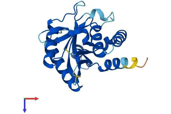 EMC9 Protein (AA 1-206) (His tag)