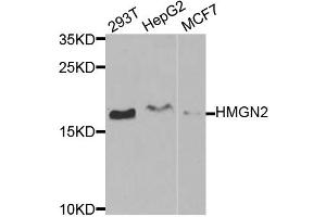 Western blot analysis of extracts of various cell lines, using HMGN2 antibody (ABIN1877142) at 1:1000 dilution. (HMGN2 Antikörper)