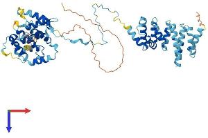CNOT11 Protein (AA 1-505) (His tag)