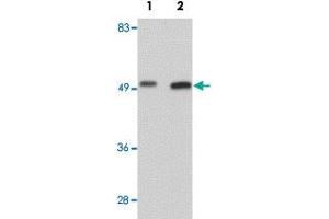 Western blot analysis of mouse liver tissue with WDR74 polyclonal antibody  at (Lane 1) 1 and (Lane 2) 2 ug/mL dilution. (WDR74 Antikörper  (C-Term))