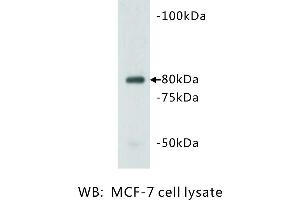 Image no. 1 for anti-Vang-Like 1 (Vangl1) antibody (ABIN1112943)