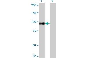 Western Blot analysis of SRPK1 expression in transfected 293T cell line by SRPK1 monoclonal antibody (M03), clone 6G9. (SRPK1 Antikörper  (AA 371-470))