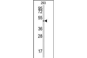 Western blot analysis of anti-E2F1 Antibody (S332) in 293 cell line lysates (35ug/lane) (E2F1 Antikörper  (AA 310-344))
