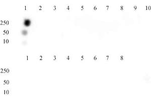 Histone H3 acetyl Lys9 mAb tested by dot blot analysis. (Histone 3 Antikörper  (acLys9))