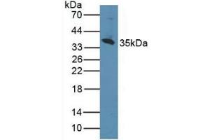 Western blot analysis of Human K562 Cells. (CD1d Antikörper  (AA 56-271))