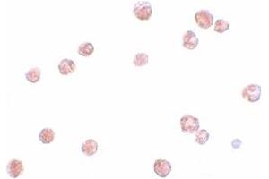 Immunohistochemistry (IHC) image for anti-NLR Family, Pyrin Domain Containing 13 (NLRP13) (N-Term) antibody (ABIN1031468) (NLRP13 Antikörper  (N-Term))