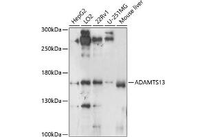 Western Blotting (WB) image for anti-ADAM Metallopeptidase with Thrombospondin Type 1 Motif, 13 (ADAMTS13) (AA 1300-1400) antibody (ABIN6136541)