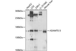 Western blot analysis of extracts of various cell lines, using  antibody (ABIN6129875, ABIN6136541, ABIN6136542 and ABIN6224558) at 1:1000 dilution. (ADAMTS13 Antikörper  (AA 1300-1400))