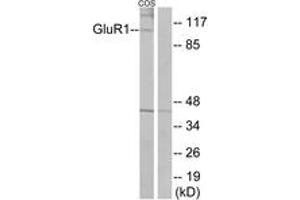 Western blot analysis of extracts from COS7 cells, using GluR1 (Ab-863) Antibody. (Glutamate Receptor 1 Antikörper  (AA 829-878))