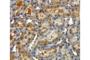 IHC-P analysis of kidney tissue, with DAB staining. (CLIC4 Antikörper  (AA 104-253))