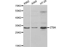 Western blot analysis of extracts of various cell lines, using CTSH antibody. (Cathepsin H Antikörper)