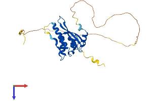 SNX11 Protein (AA 1-271) (His tag)