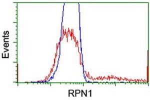 HEK293T cells transfected with either RC201554 overexpress plasmid (Red) or empty vector control plasmid (Blue) were immunostained by anti-RPN1 antibody (ABIN2455100), and then analyzed by flow cytometry. (RPN1 Antikörper)