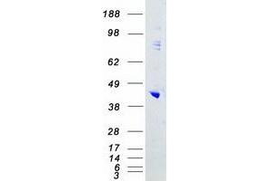 Western Blotting (WB) image for Mitogen-Activated Protein Kinase 13 (MAPK13) protein (Myc-DYKDDDDK Tag) (ABIN2725299)