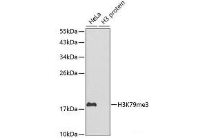 Western blot analysis of extracts of various cell lines using TriMethyl-Histone H3-K79 Polyclonal Antibody. (Histone 3 Antikörper  (3meLys79))