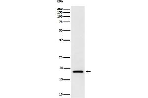 Western blot analysis of eIF1A expression in Jurkat cell lysate.