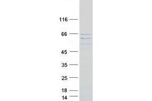 Validation with Western Blot (FAM154A Protein (Myc-DYKDDDDK Tag))