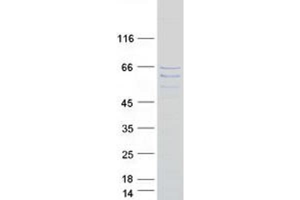 FAM154A Protein (Myc-DYKDDDDK Tag)