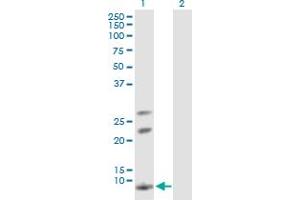 Western Blot analysis of AKR1CL1 expression in transfected 293T cell line by AKR1CL1 MaxPab polyclonal antibody. (AKR1CL1 Antikörper  (AA 1-129))