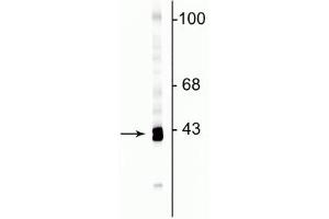 Western blot of rat cortical lysate showing specific immunolabeling of the ~43 kDa GAP43 protein. (GAP43 Antikörper  (C-Term))