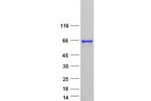 PSPC1 Protein (Myc-DYKDDDDK Tag)
