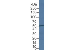 Western Blot; Sample: Bovine Heart lysate; Primary Ab: 5µg/ml Rabbit Anti-Bovine CASP4 Antibody Second Ab: 0. (Caspase 4 Antikörper  (AA 290-377))