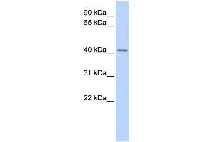 SNUPN antibody used at 1 ug/ml to detect target protein. (Snurportin 1 Antikörper  (Middle Region))