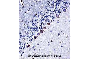 Mouse Csnk1g3 Antibody (C-term) ((ABIN657833 and ABIN2846798))immunohistochemistry analysis in formalin fixed and paraffin embedded mouse cerebellum tissue followed by peroxidase conjugation of the secondary antibody and DAB staining. (CSNK1G3 Antikörper  (C-Term))