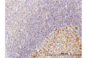 Immunoperoxidase of purified MaxPab antibody to C10orf7 on formalin-fixed paraffin-embedded human tonsil. (CDC123 Antikörper  (AA 1-336))