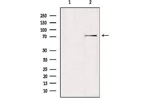 Western blot analysis of extracts from mouse brain, using GTPBP1 Antibody.