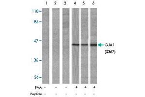 Western blot analysis of extract from HeLa (Lane 1, 4), K-562 (Lane 2, 5) and 293 (Lane 3, 6) cells, untreated or treated with PMA (1 uM, 30 min). (Connexin 43/GJA1 Antikörper  (pSer367))
