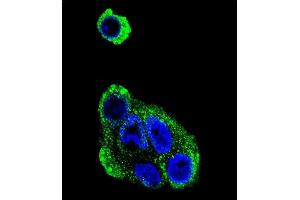 Confocal immunofluorescent analysis of ADH1B Antibody (Center) (ABIN390699 and ABIN2840985) with HepG2 cell followed by Alexa Fluor® 488-conjugated goat anti-rabbit lgG (green). (ADH1B Antikörper  (AA 209-237))