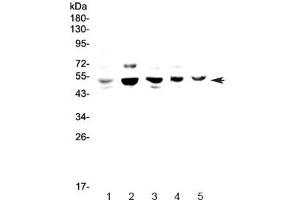 Western blot testing of 1) human HeLa, 2) rat PC-12, 3) mouse lung, 4) mouse ovary and 5) mouse HEPA1-6 lysate with NFIB antibody at 0. (NFIB Antikörper)