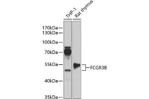 Western blot analysis of extracts of various cell lines, using FCGR3B antibody (ABIN6131279, ABIN6140548, ABIN6140550 and ABIN6218175) at 1:1000 dilution. (FCGR3B Antikörper  (AA 1-233))