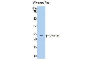 Western Blotting (WB) image for anti-Interferon, alpha 5 (IFNA5) (AA 22-189) antibody (ABIN1176589) (IFNA5 Antikörper  (AA 22-189))