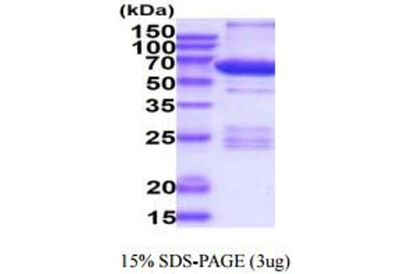 PRKACA Protein (AA 1-351) (GST tag)