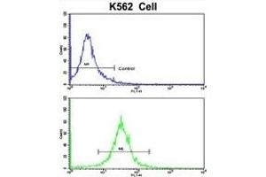 Flow cytometric analysis of K562 cells using CFHL1 Antibody (C-term)(bottom histogram) compared to a negative control cell (top histogram). (CFHR1 Antikörper  (C-Term))