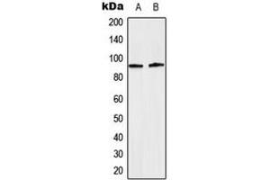 Western blot analysis of STAT5 (pY694/699) expression in HeLa EGF-treated (A), NIH3T3 (B) whole cell lysates. (STAT5A Antikörper  (C-Term, pTyr694, pTyr699))