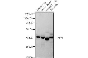 Western Blotting (WB) image for anti-Pleckstrin Homology Domain Containing, Family A (phosphoinositide Binding Specific) Member 1 (PLEKHA1) antibody (ABIN7269414)