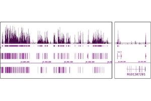 Histone H3 acetyl Lys9 antibody (mAb) tested by ChIP-Seq. (Histone 3 Antikörper  (acLys9))
