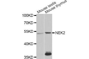 Western blot analysis of extracts of various cell lines, using NEK2 antibody (ABIN5973091) at 1/1000 dilution. (NEK2 Antikörper)