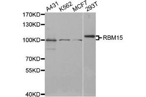 RBM15 Antikörper  (AA 530-780)
