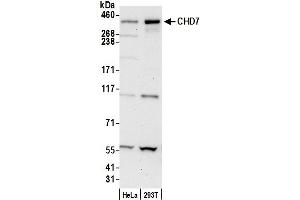 Western Blotting (WB) image for anti-Chromodomain Helicase DNA Binding Protein 7 (CHD7) (AA 2947-2997) antibody (ABIN7453314)