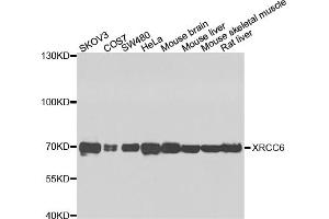 Western blot analysis of extracts of various cell lines, using XRCC6 antibody. (XRCC6 Antikörper)